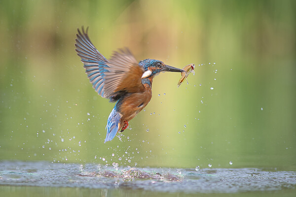 Kingfisher with catch Picture Board by Alan Tunnicliffe