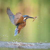 Buy canvas prints of Kingfisher with catch by Alan Tunnicliffe