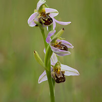 Buy canvas prints of Bee orchid by Alan Tunnicliffe