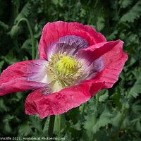 Buy canvas prints of opium poppy by Alan Tunnicliffe