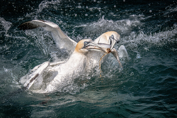 Gannets  Picture Board by Alan Tunnicliffe