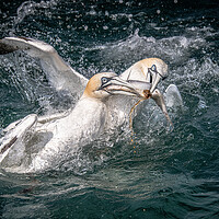 Buy canvas prints of Gannets  by Alan Tunnicliffe