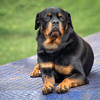 Buy canvas prints of Rottweiler by Alan Tunnicliffe