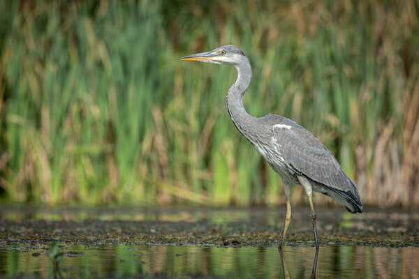 Grey heron Picture Board by Alan Tunnicliffe