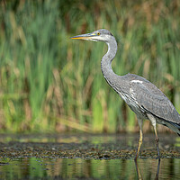 Buy canvas prints of Grey heron by Alan Tunnicliffe