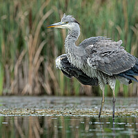 Buy canvas prints of Heron by Alan Tunnicliffe