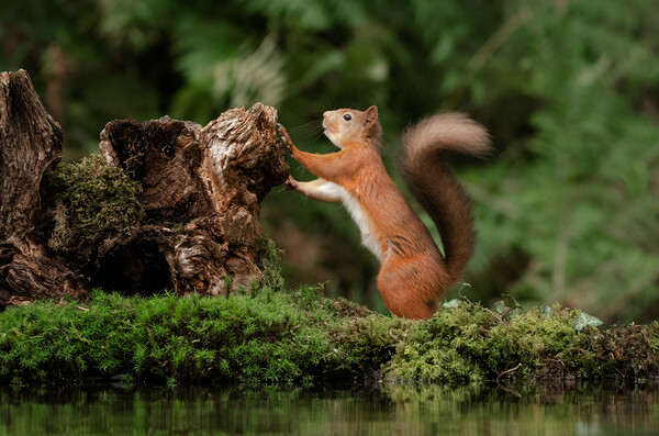red squirrel Picture Board by Alan Tunnicliffe
