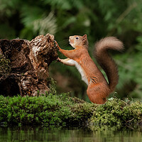 Buy canvas prints of red squirrel by Alan Tunnicliffe