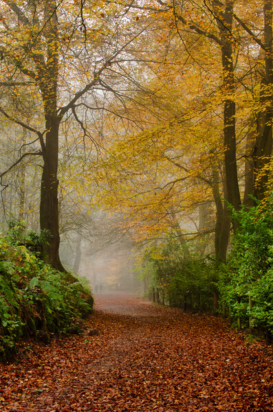 Enchanting Autumn Pathway Picture Board by Alan Tunnicliffe