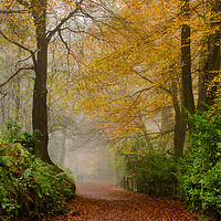 Buy canvas prints of Enchanting Autumn Pathway by Alan Tunnicliffe