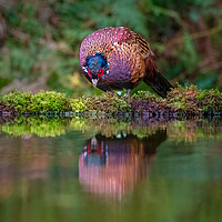 Buy canvas prints of male pheasant by Alan Tunnicliffe
