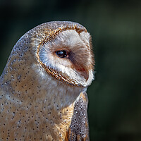 Buy canvas prints of barn owl by Alan Tunnicliffe