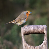 Buy canvas prints of Robin redbreast by Alan Tunnicliffe
