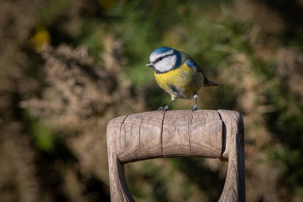 Blue tit Picture Board by Alan Tunnicliffe