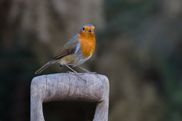 Majestic Robin on Wooden Perch Picture Board by Alan Tunnicliffe