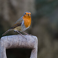Buy canvas prints of Majestic Robin on Wooden Perch by Alan Tunnicliffe