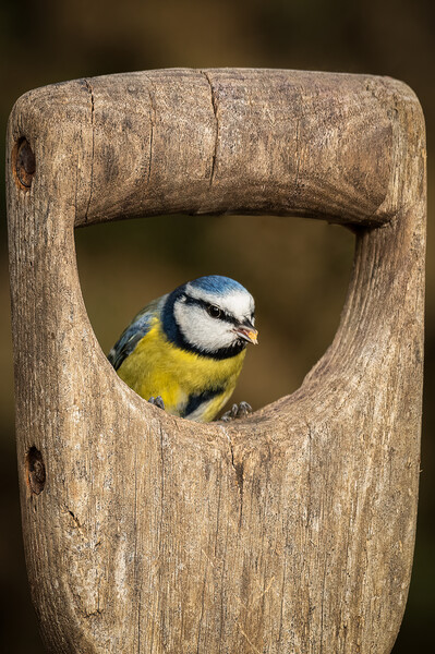 blue tit Picture Board by Alan Tunnicliffe