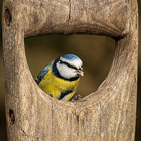 Buy canvas prints of blue tit by Alan Tunnicliffe