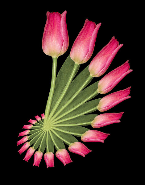 tulip abstract Picture Board by Alan Tunnicliffe