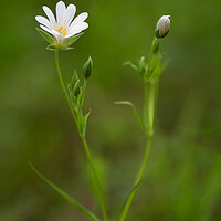 Buy canvas prints of greater starwort by Alan Tunnicliffe