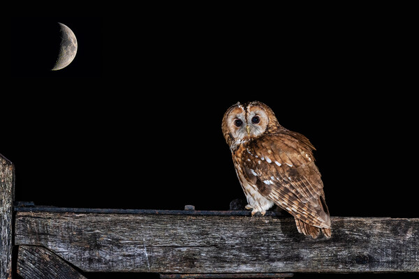 Tawny owl at night Picture Board by Alan Tunnicliffe
