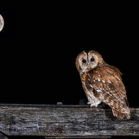 Buy canvas prints of Tawny owl at night by Alan Tunnicliffe