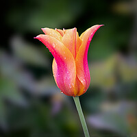 Buy canvas prints of Tulip by Alan Tunnicliffe