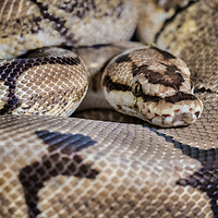 Buy canvas prints of python by Alan Tunnicliffe