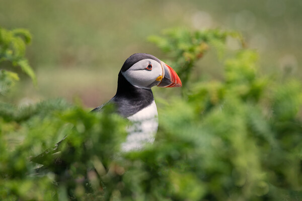 Puffin Picture Board by Alan Tunnicliffe