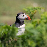 Buy canvas prints of Puffin by Alan Tunnicliffe