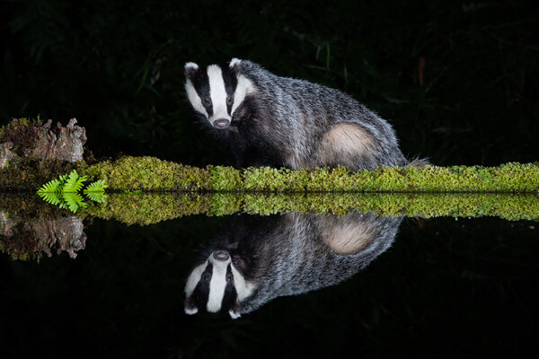 European badger Picture Board by Alan Tunnicliffe