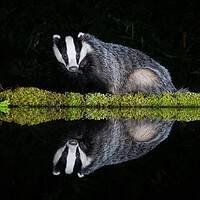 Buy canvas prints of European badger by Alan Tunnicliffe