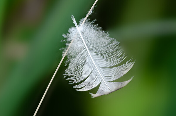 feather Picture Board by Alan Tunnicliffe