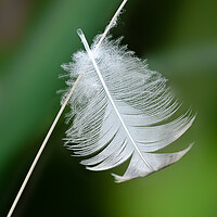 Buy canvas prints of feather by Alan Tunnicliffe