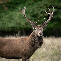 Buy canvas prints of A deer standing in a field by Alan Tunnicliffe