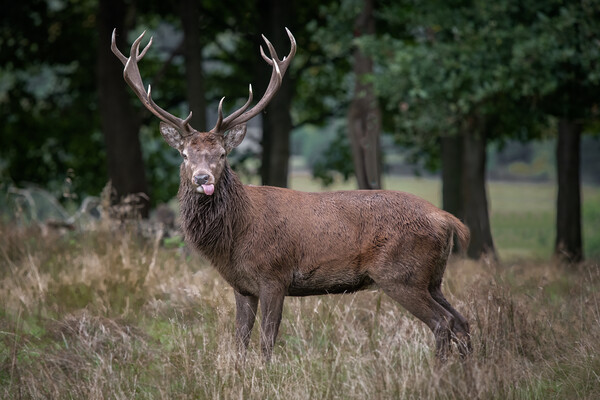 Red deer stag Picture Board by Alan Tunnicliffe
