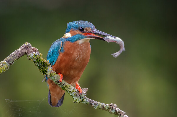 Kingfisher Picture Board by Alan Tunnicliffe