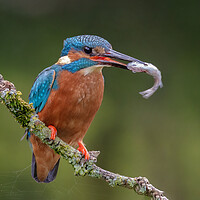 Buy canvas prints of Kingfisher by Alan Tunnicliffe