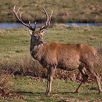 Buy canvas prints of red deer stag by Alan Tunnicliffe