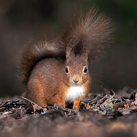 Buy canvas prints of red squirrel from ground level  by Alan Tunnicliffe