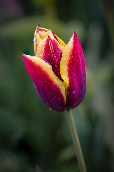 two coloured tulip Picture Board by Alan Tunnicliffe
