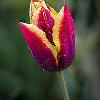 Buy canvas prints of two coloured tulip by Alan Tunnicliffe
