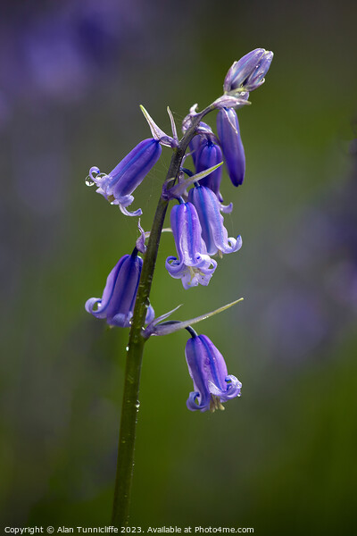 Bluebell Picture Board by Alan Tunnicliffe