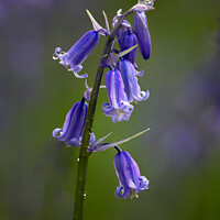 Buy canvas prints of Bluebell by Alan Tunnicliffe