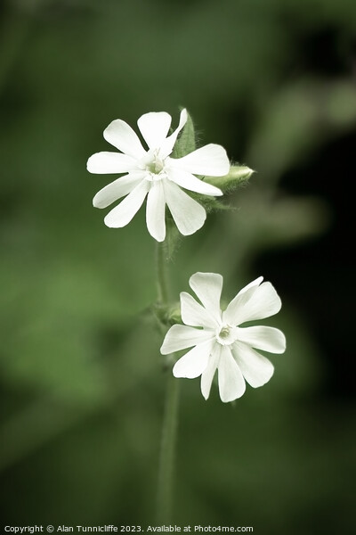 A close up of a white campion Picture Board by Alan Tunnicliffe