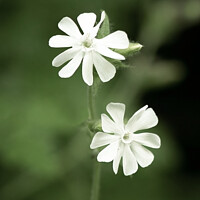 Buy canvas prints of A close up of a white campion by Alan Tunnicliffe