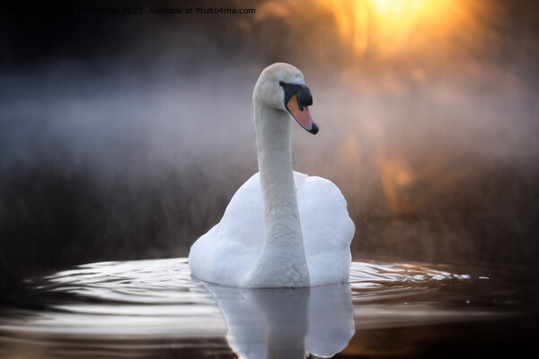 Graceful Swan on a Serene Lake Picture Board by Alan Tunnicliffe