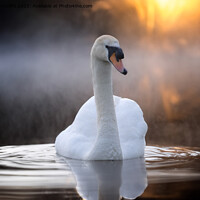 Buy canvas prints of Graceful Swan on a Serene Lake by Alan Tunnicliffe