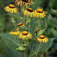 Buy canvas prints of Yellow oxeye by Alan Tunnicliffe