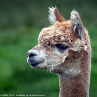 Buy canvas prints of alpaca close up by Alan Tunnicliffe